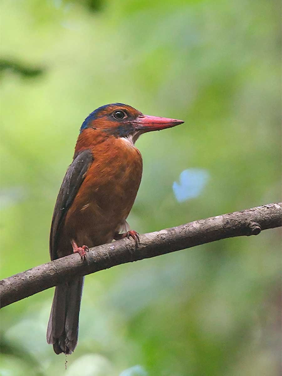 Birding in Tangkoko Birding in Tangkoko